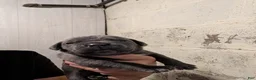 Cane Corso dogs for sale: Cane Corso 10 - Ad 1