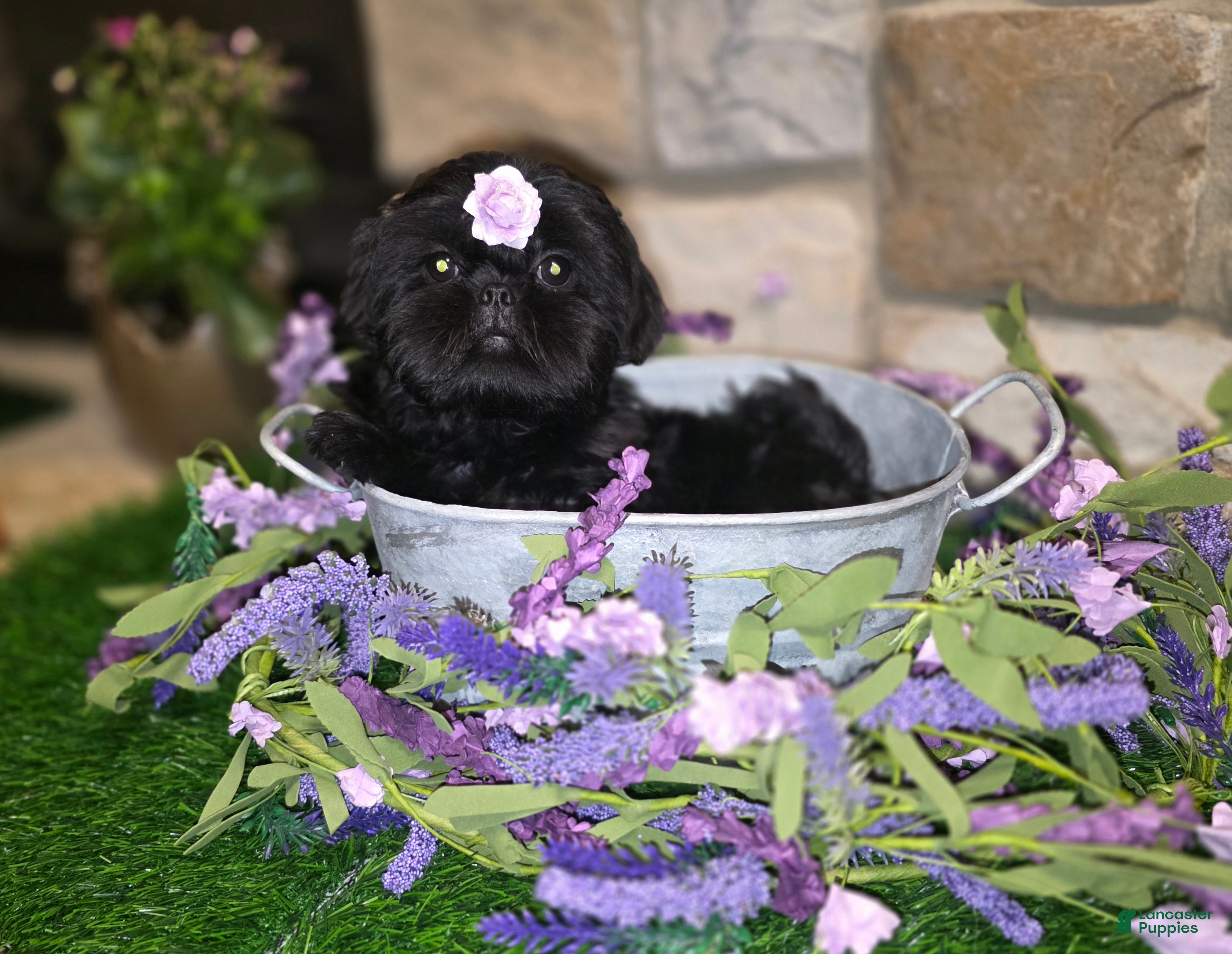 Shih Tzu dogs Abby - Ad 15