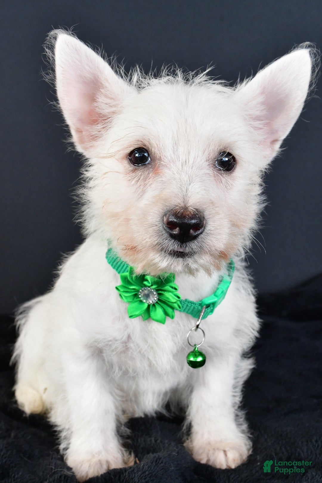 West Highland Terrier dogs for sale: Mae - Ad 2