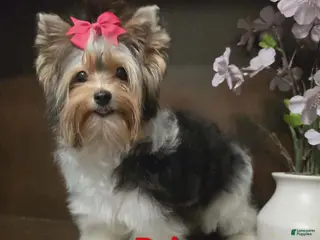 Biewer Terrier dogs Biewer Terrier Puppy 2 - Ad 15