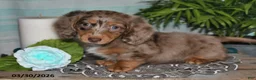 Miniature Dachshund dogs for sale: Cheyenne - Ad 2