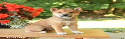 Shiba Inu dogs for sale: Keith - Ad 3