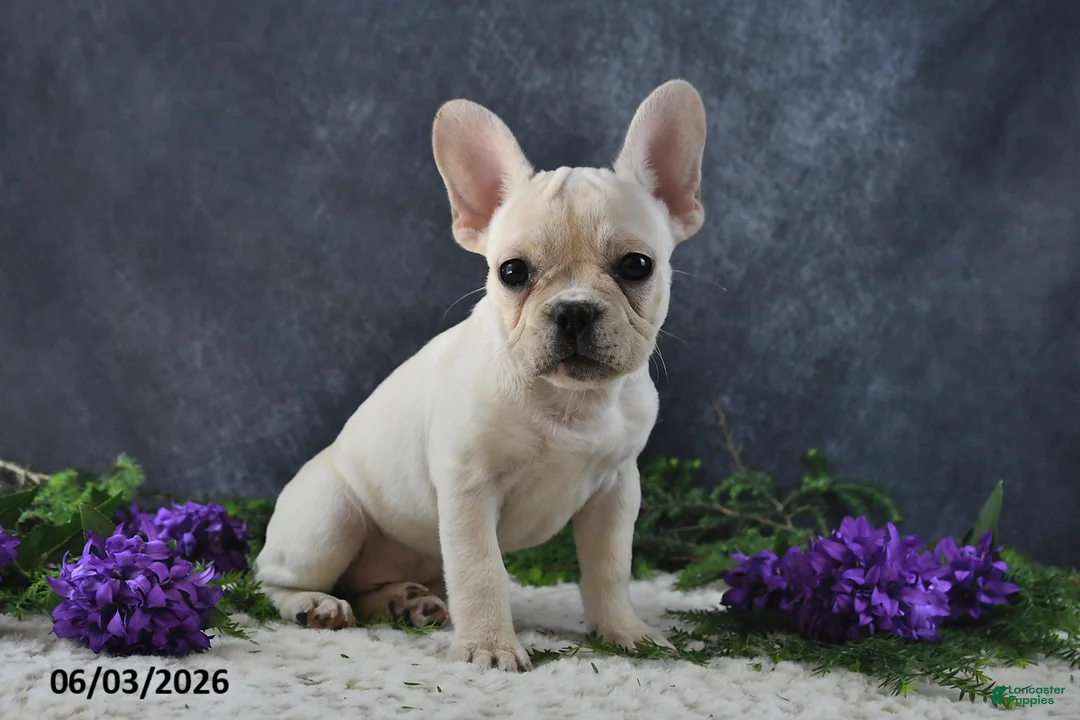 French Bulldog dogs for sale: Ivory - Ad 2