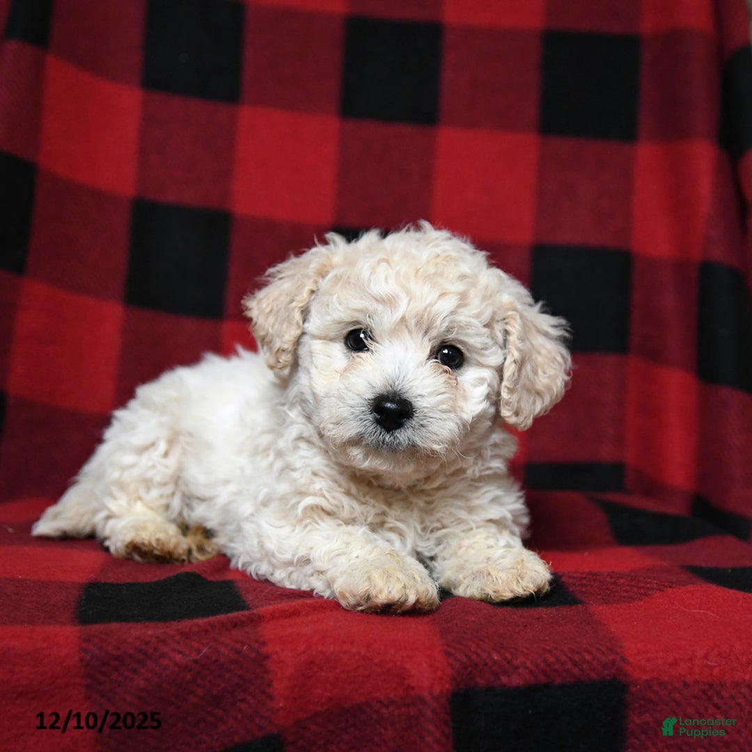 Bichpoo dogs for sale: Snuggles   - Ad 2