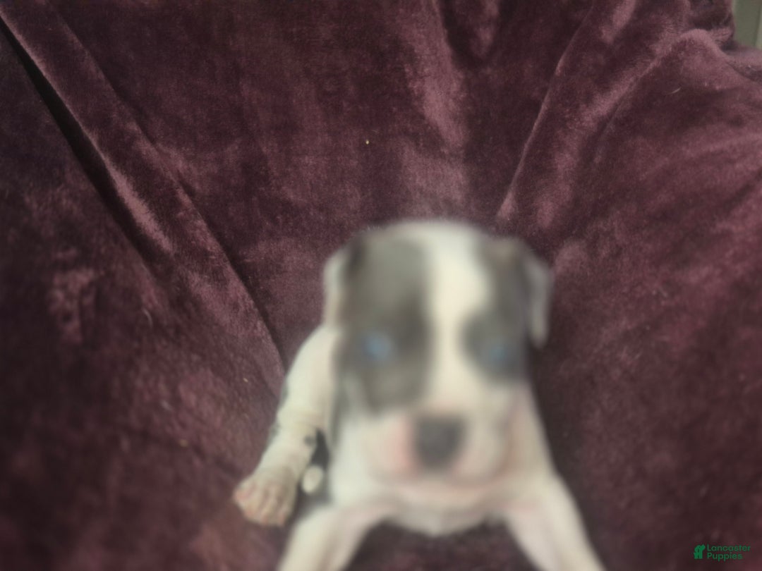 American Pit Bull Terrier dogs for sale: Xena - Ad 3