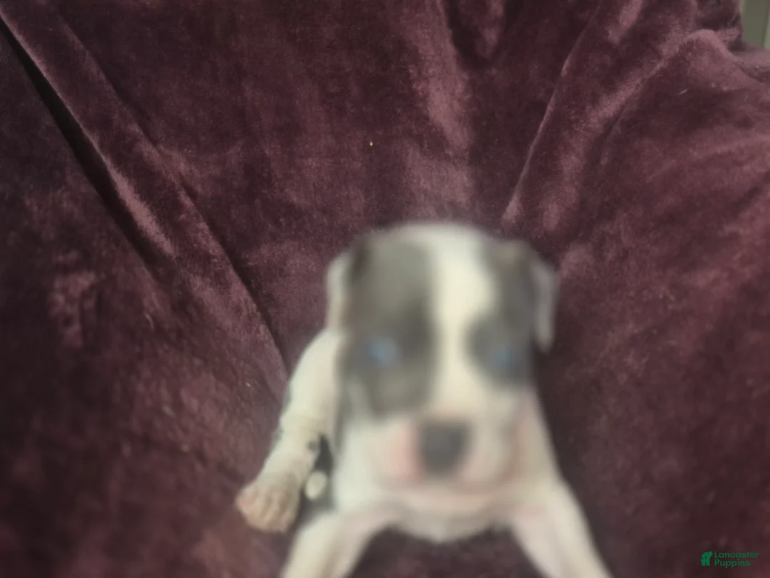 American Pit Bull Terrier dogs for sale: Xena - Ad 3