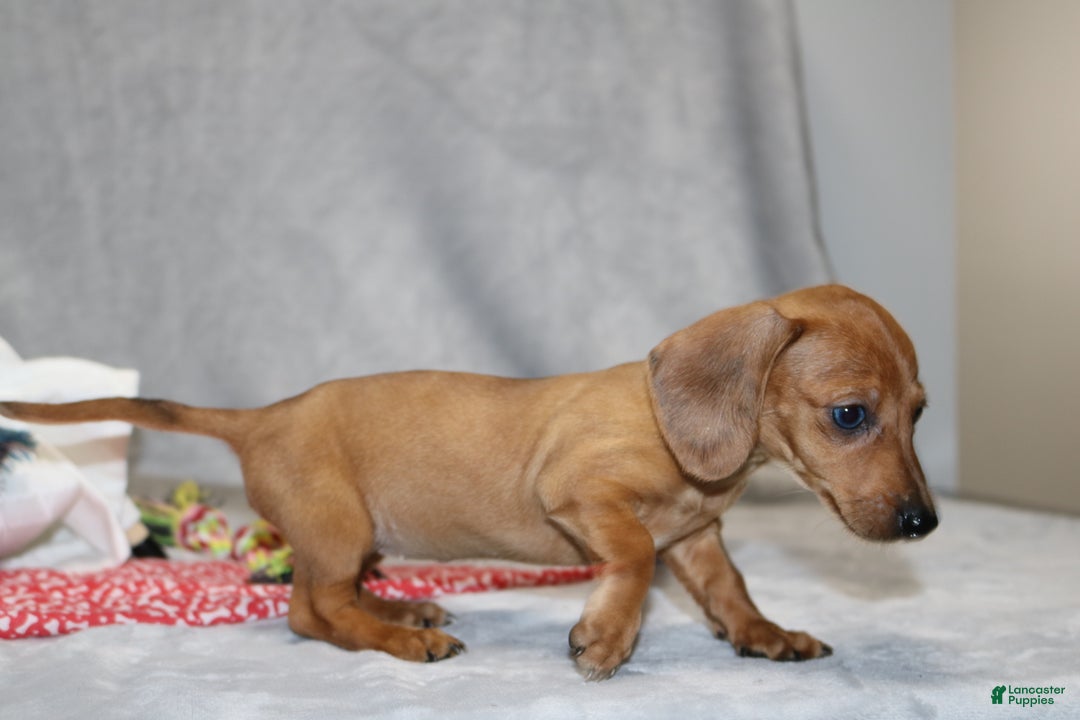 Miniature Dachshund dogs for sale: Button - Ad 14