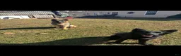 German Shepherd dogs for sale: German Shepherd - Purple - - Ad 3