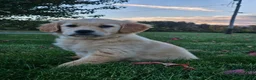 Golden Retriever dogs for sale: Willow - Ad 4