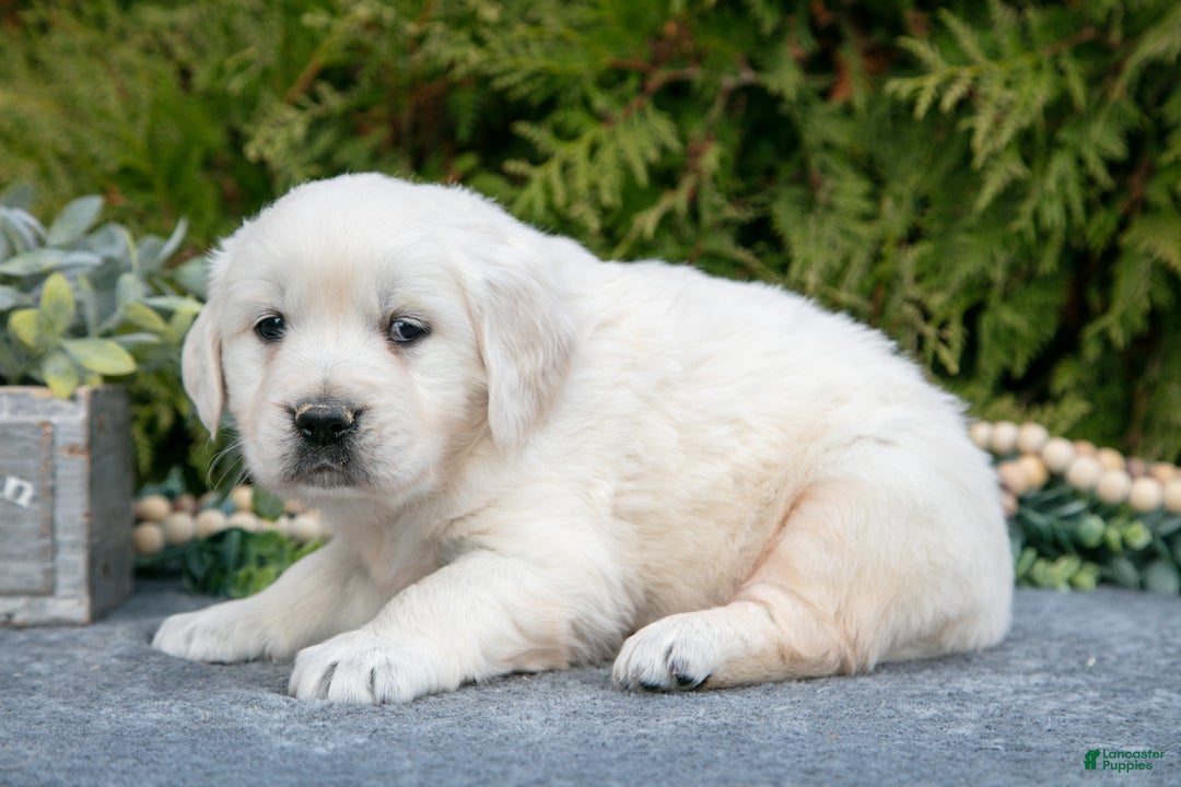Golden Retriever dogs for sale: Micah - Ad 3