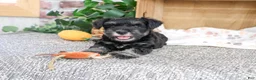 Miniature Schnauzer dogs for sale: Thornton - Ad 4