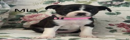 Mixed Breed dogs for sale: Mia - Ad 1