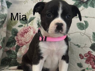 Mixed Breed dogs Mia - Ad 34