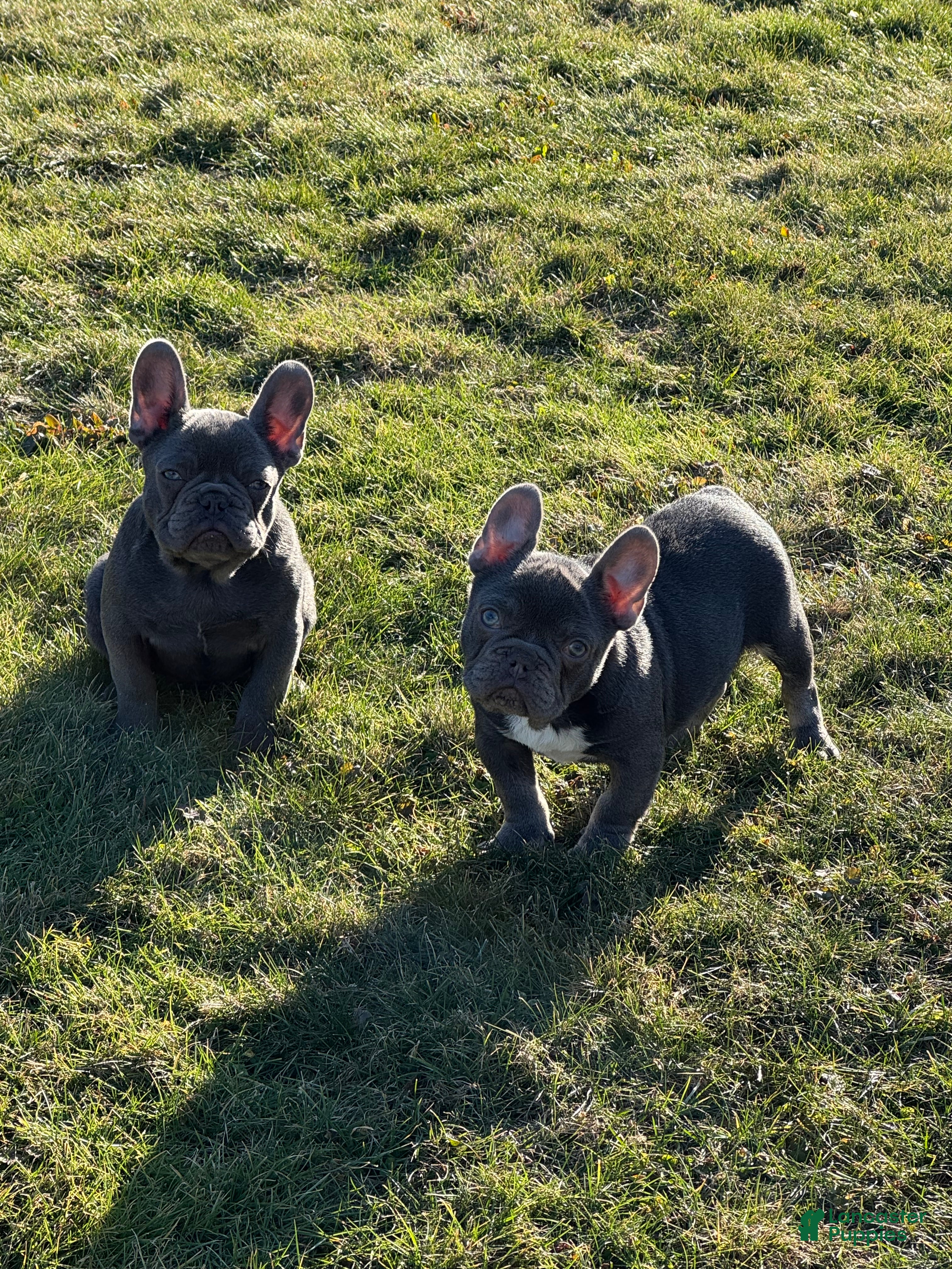 French Bulldog dogs Bruno - Ad 2