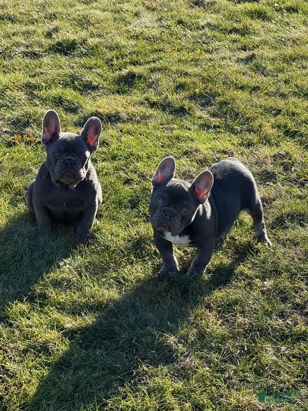 French Bulldog dogs for sale: Bruno - Ad 2