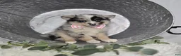 Pomsky dogs for sale: Tracy - Ad 3