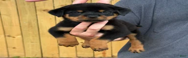 DRACO
