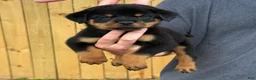 Rottweiler dogs for sale: DRACO - Ad 1