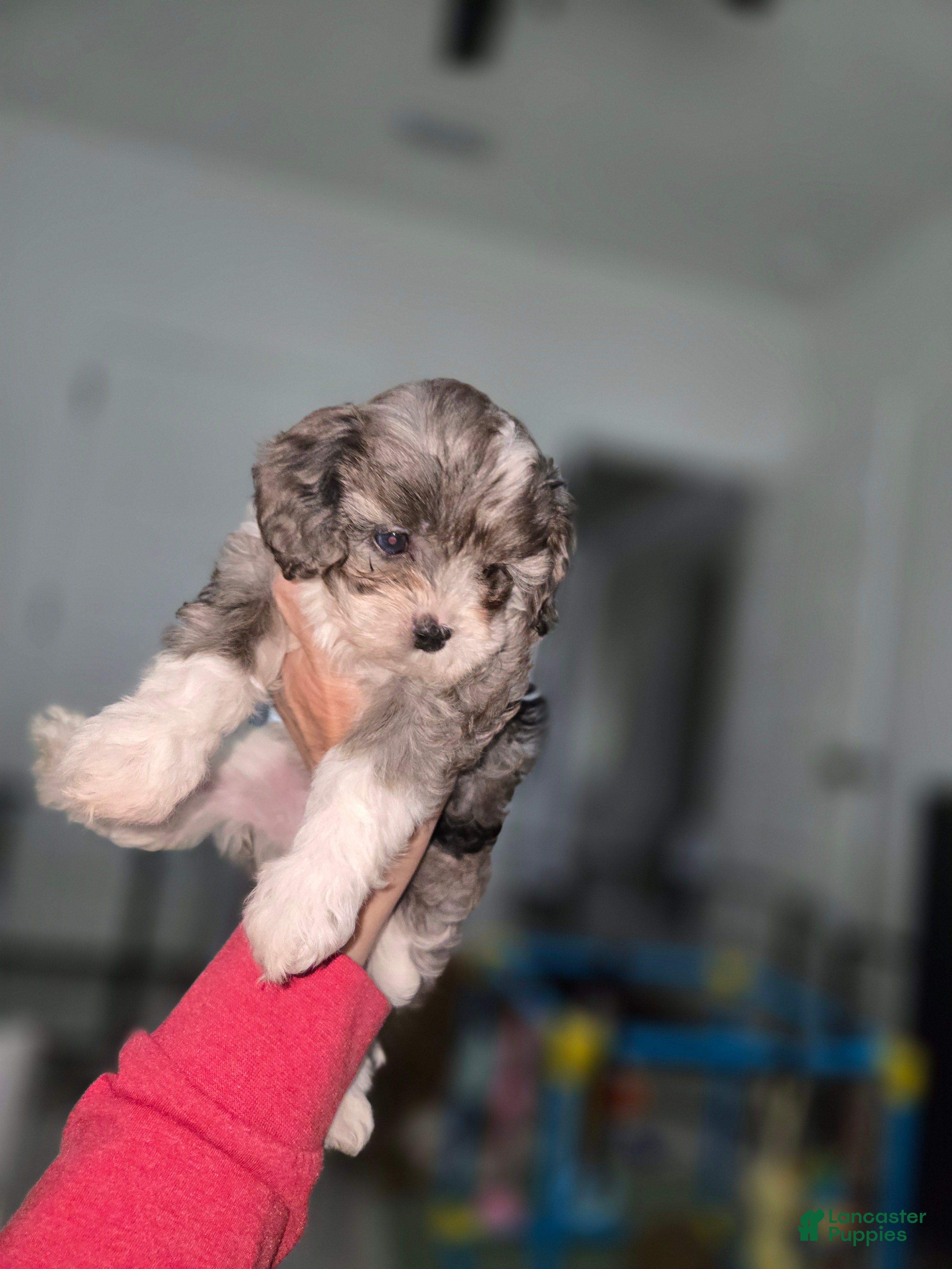 Cavapoo dogs for sale: Cavapoo Puppy 6,-  Kit Kat - Ad 2