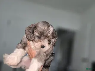 Cavapoo dogs for sale: Cavapoo Puppy 6,- Kit Kat - Ad 2