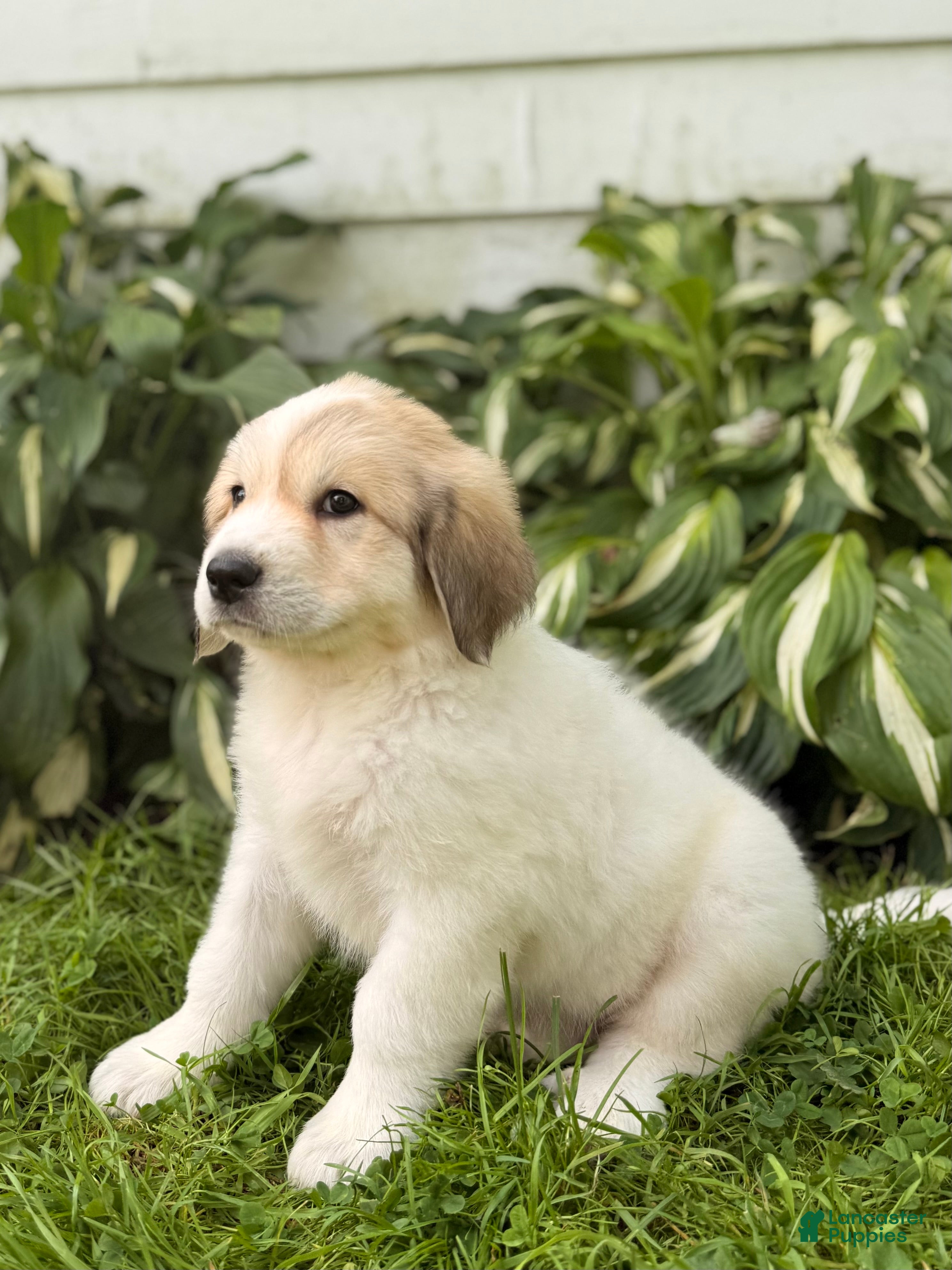 Great Pyrenees dogs Rhonda - Ad 2