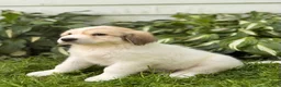 Great Pyrenees dogs for sale: Rhonda - Ad 8