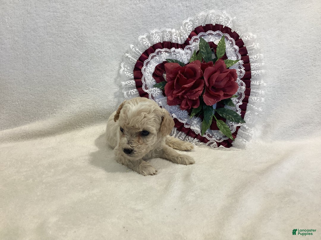 Maltipoo dogs for sale: Crispie - Ad 9