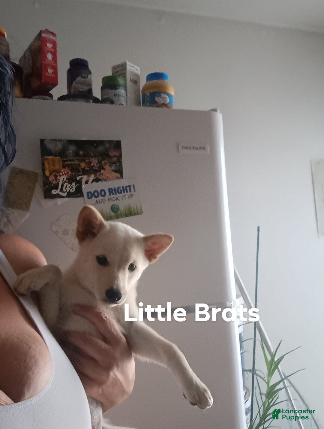 Shiba Inu dogs Tiny F - Ad 2