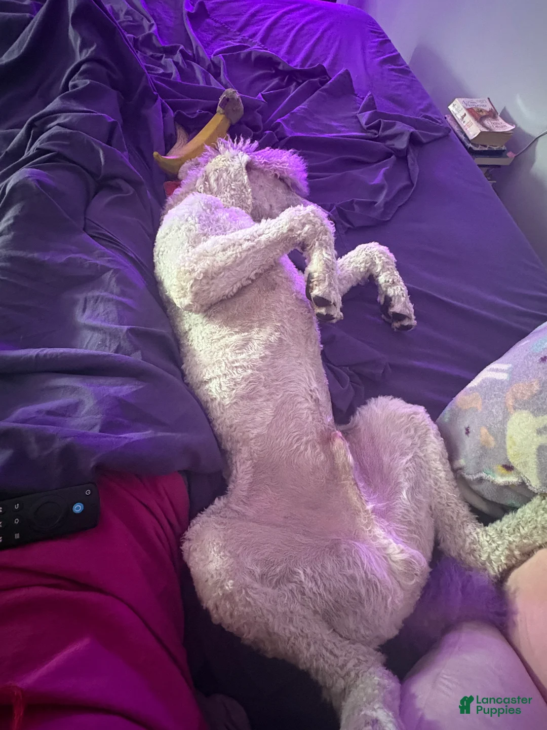 Standard Poodle dogs for sale: Standard Poodle  - Ad 3