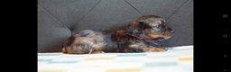 Miniature Dachshund dogs for sale: Miniature Dachshund Puppy 4 - Ad 3