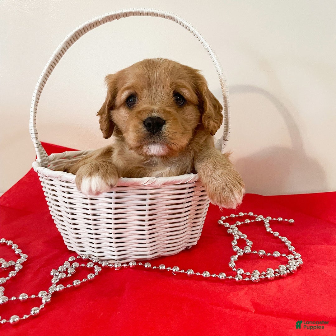 Cavapoo dogs for sale: Marshmallow - Ad 1