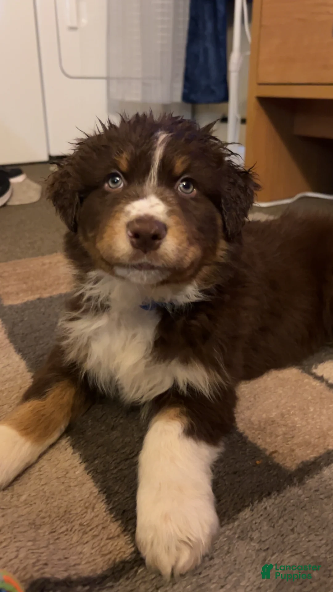 Australian Shepherd dogs for sale: Maximus - Ad 1
