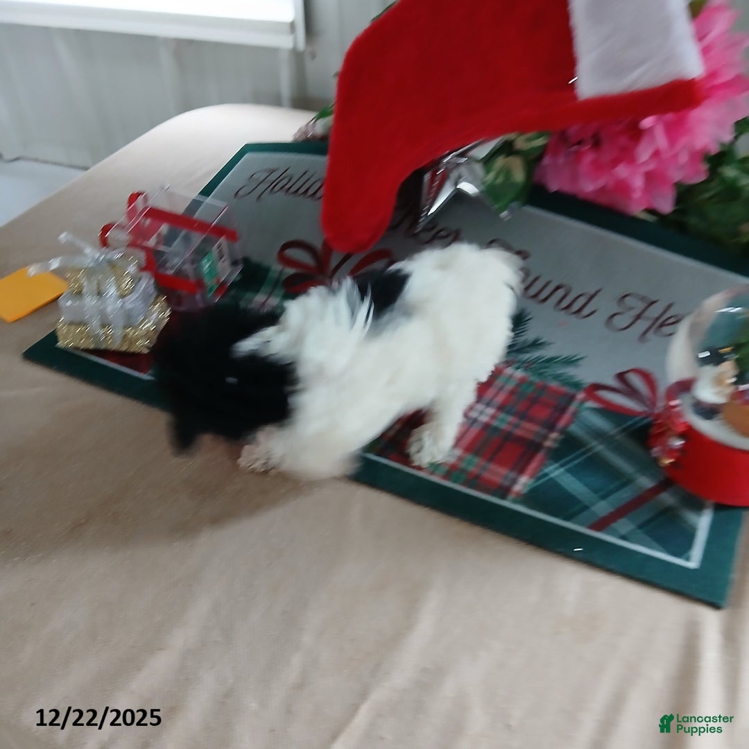 Miniature Poodle dogs for sale: Happy - Ad 2