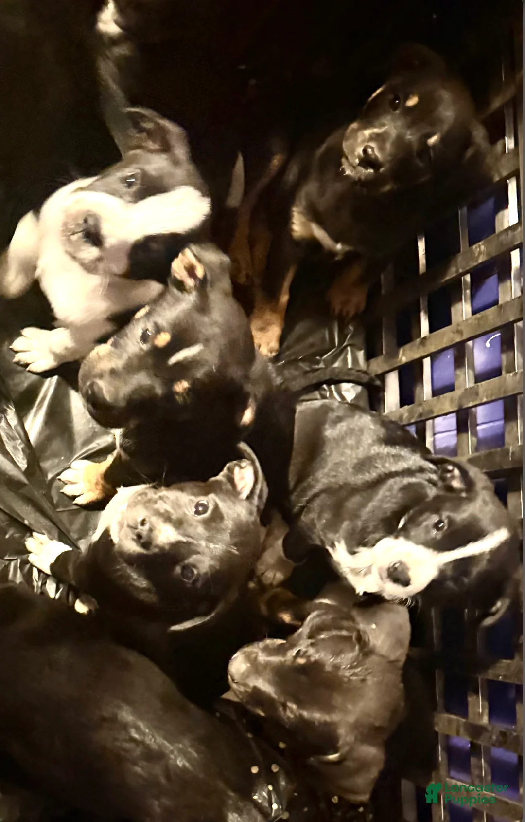 Mixed Breed dogs for sale: Baby Boy  5 - Ad 2