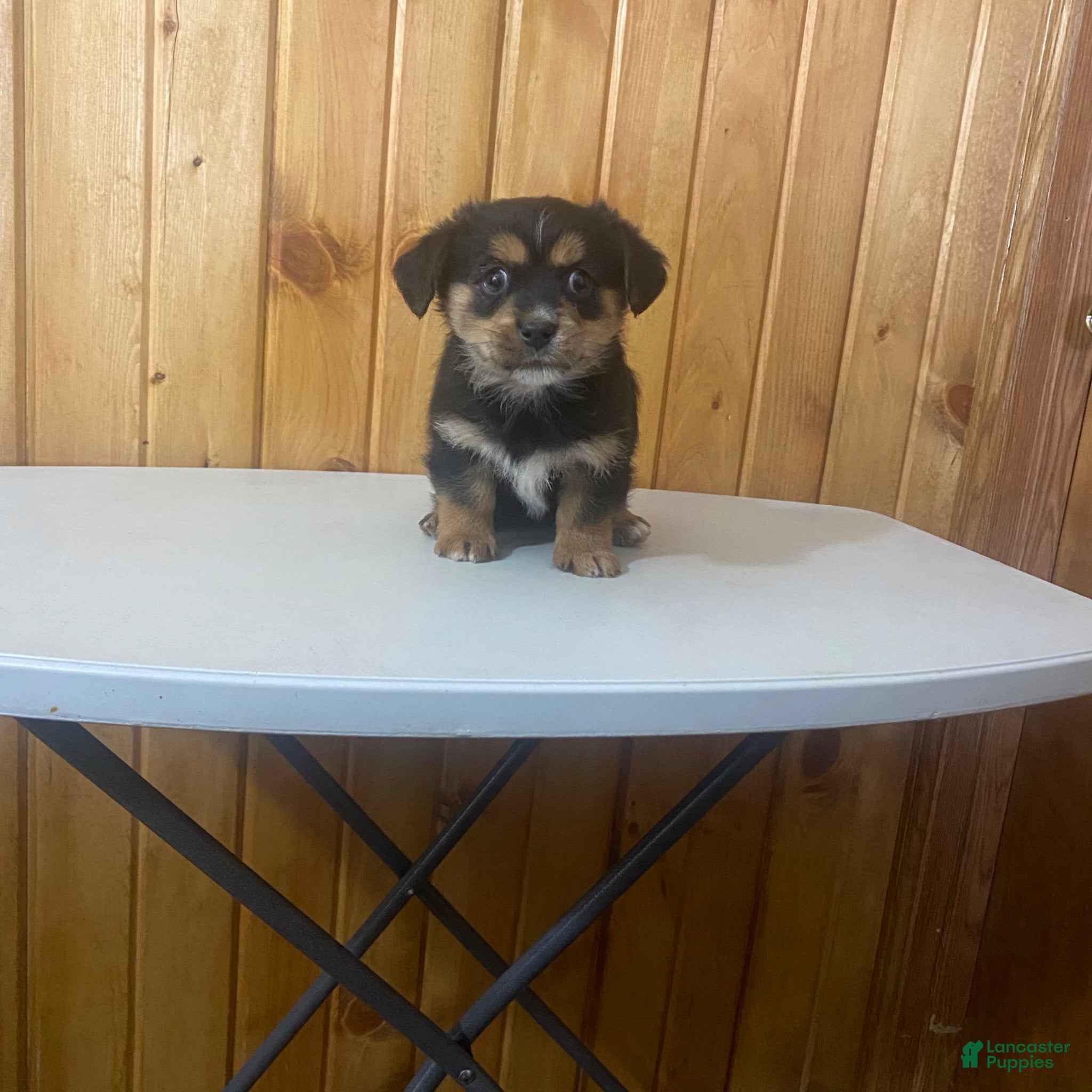 Dorkie dogs Petite Layla  - Ad 1