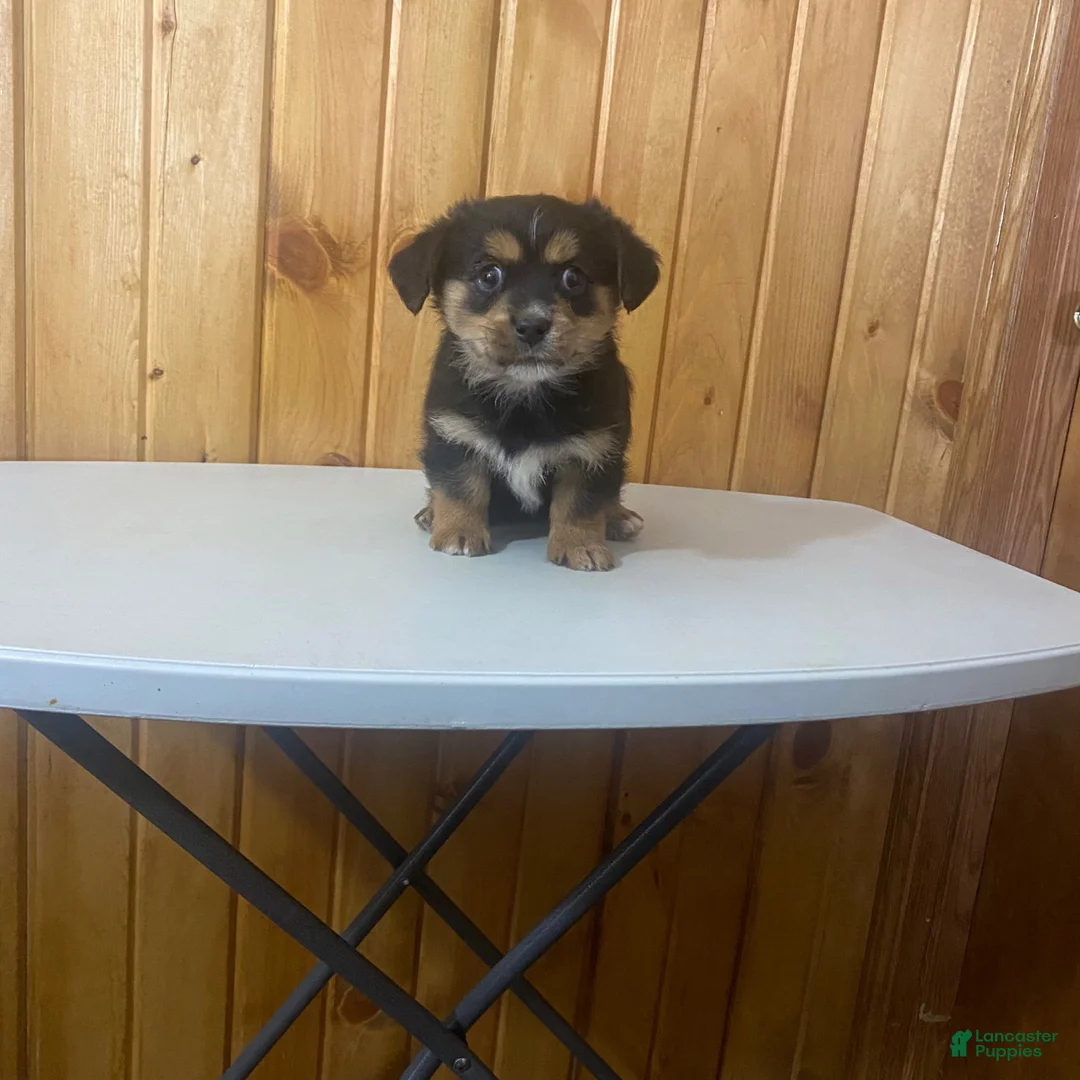 Dorkie dogs for sale: Petite Layla  - Ad 1