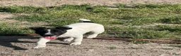 Jack Russell Terrier dogs for sale: Jrtca Rocky  - Ad 4