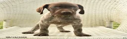 German Shorthaired Pointer dogs for sale: Haddy - Ad 4