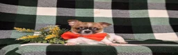 Chihuahua dogs for sale: Jedd 6 lbs Full Grown - Ad 6