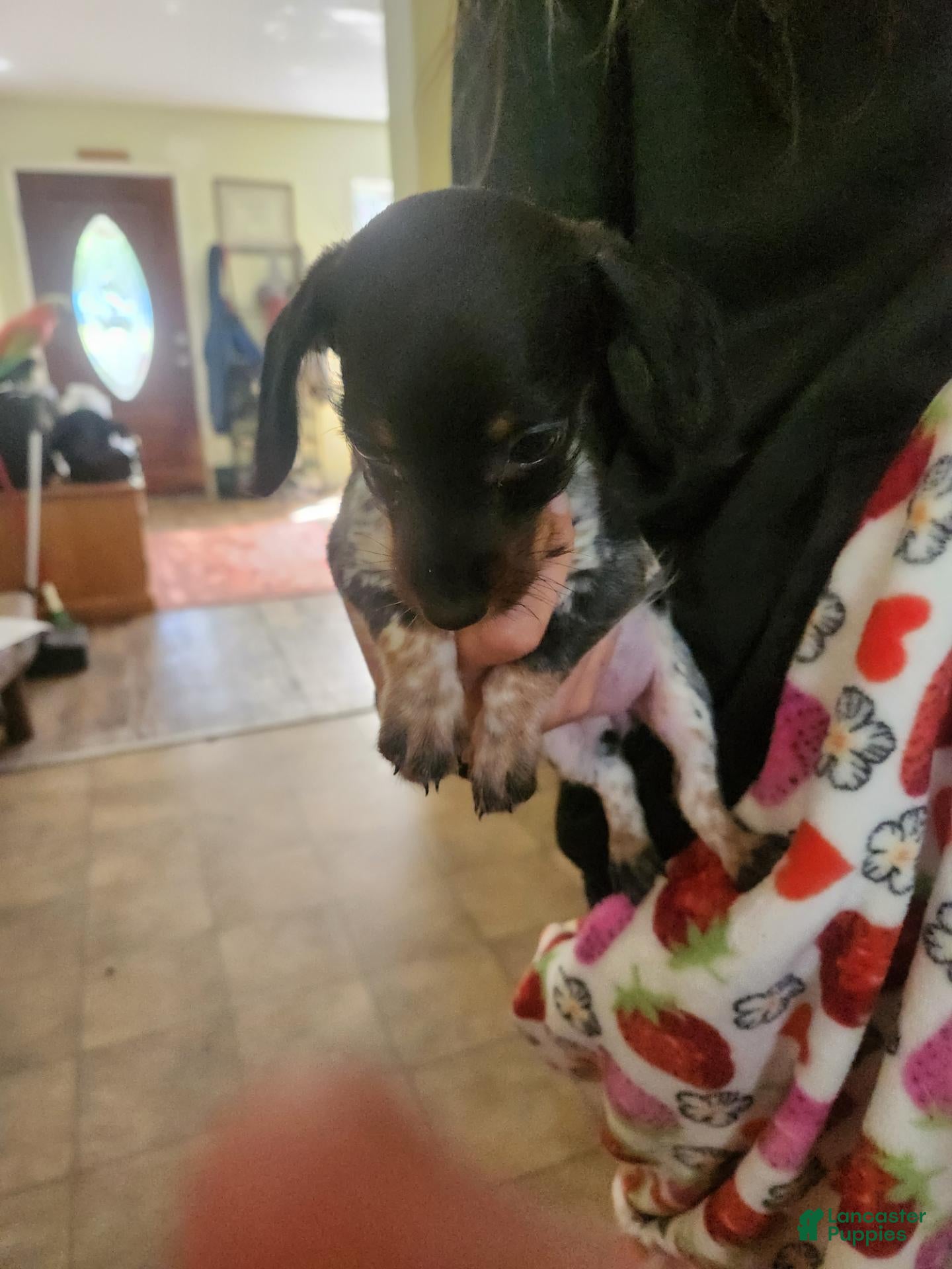 Dachshund dogs Peanut - Ad 2