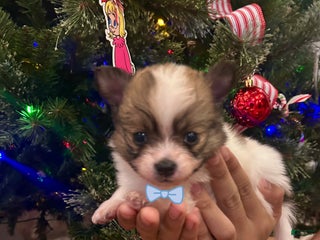 Pomeranian dogs for sale: Coco - Ad 4