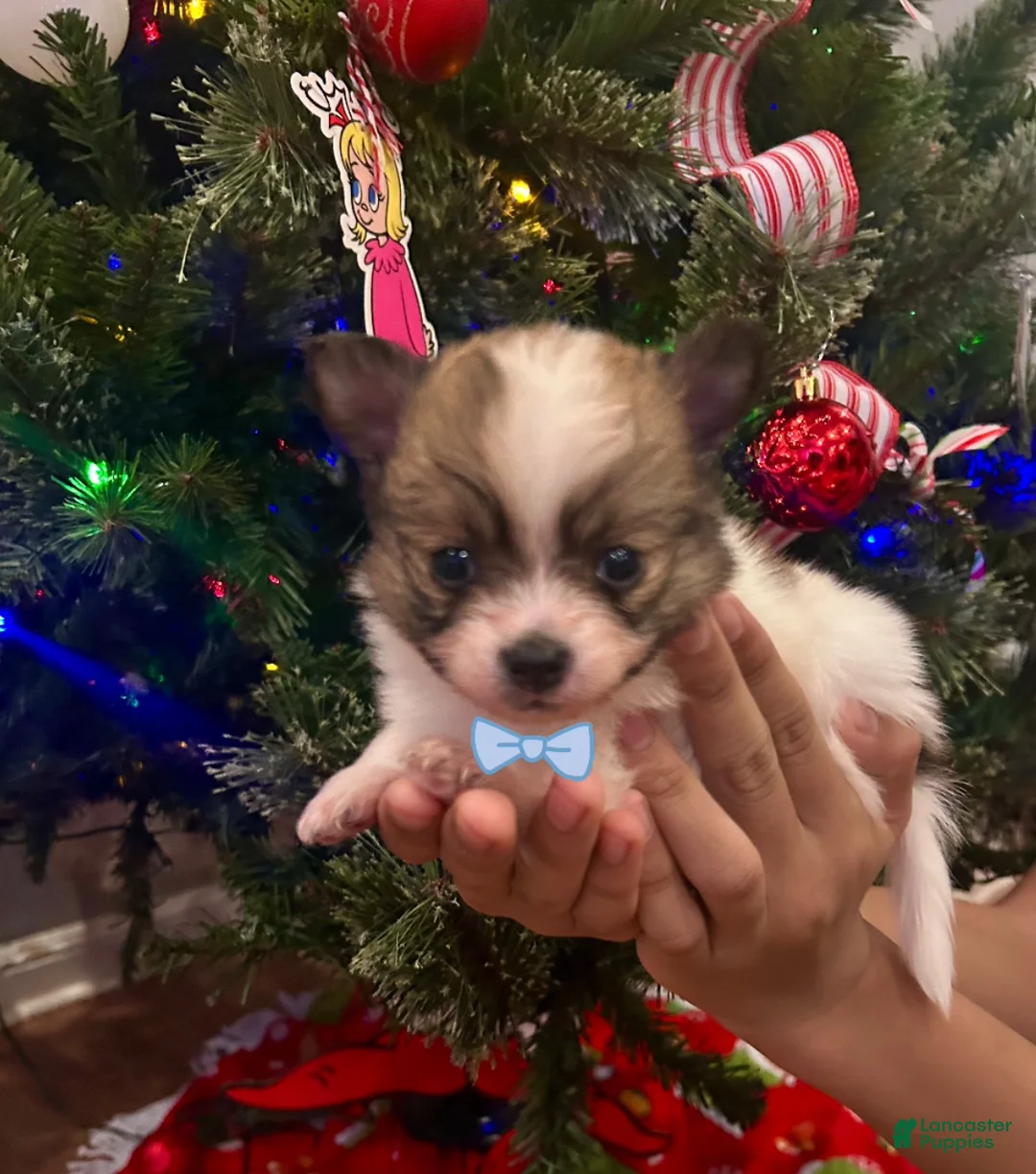 Pomeranian dogs for sale: Coco - Ad 3