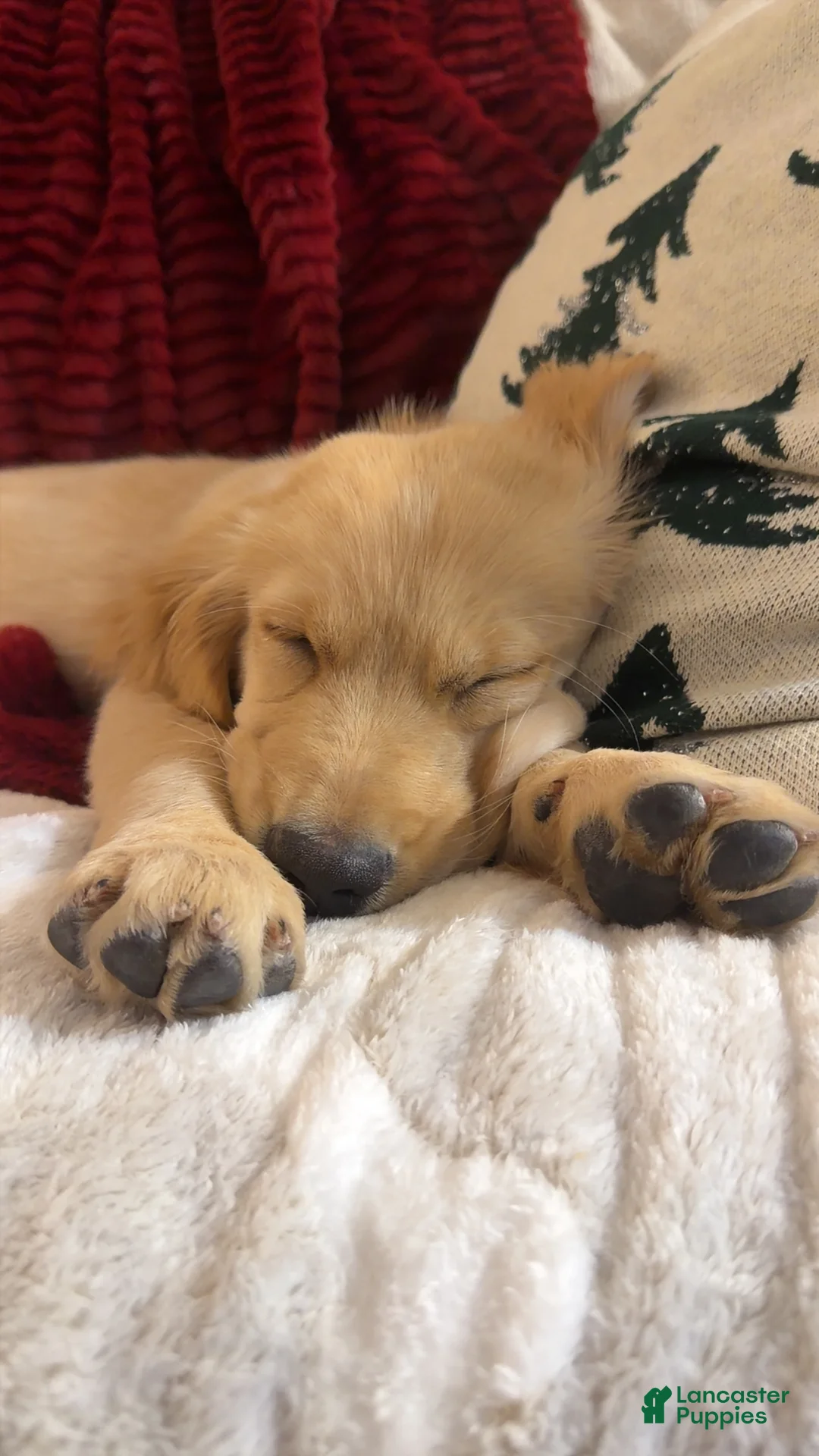 Golden Retriever dogs for sale: Golden Retriever Puppy 1 - Ad 3