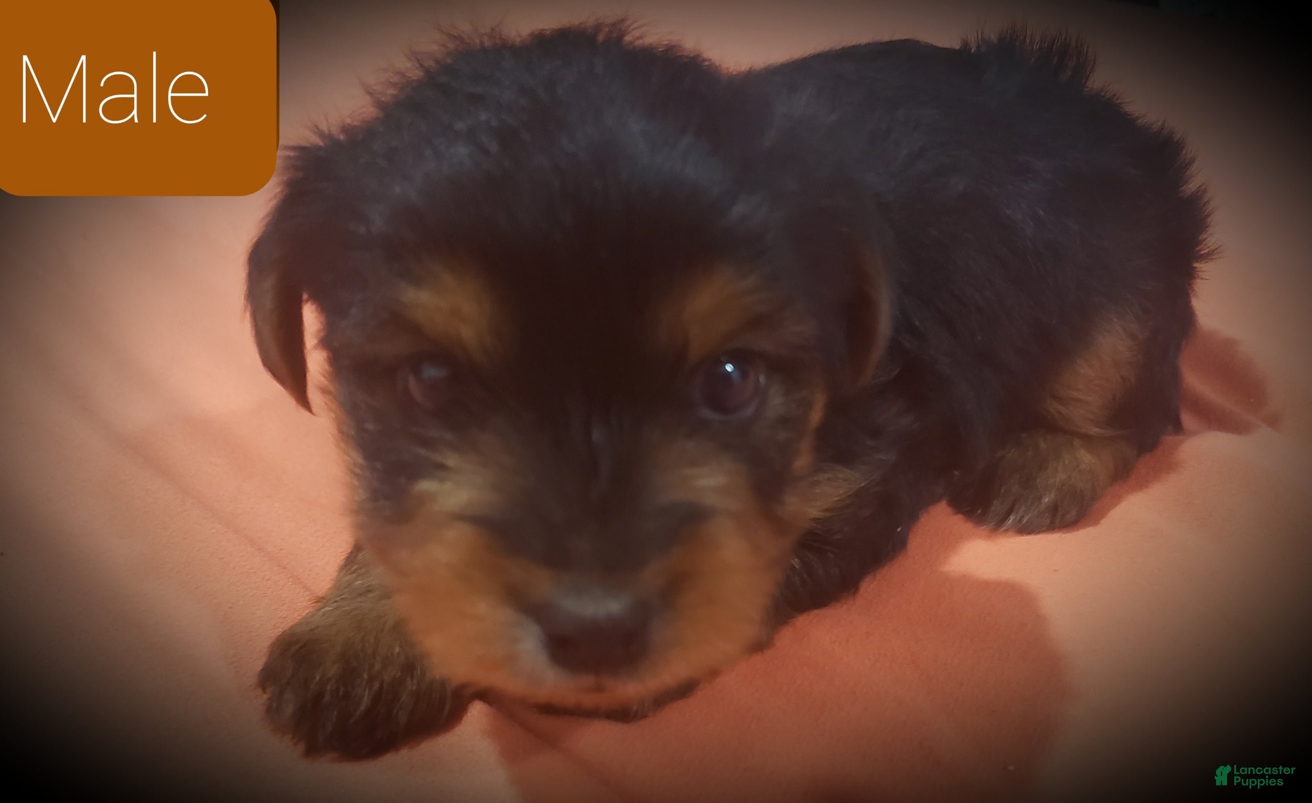 Yorkshire Terrier dogs Yorkshire Terrier 1 - Ad 1