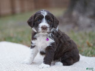 Portuguese Water Dog dogs Trish - Ad 28