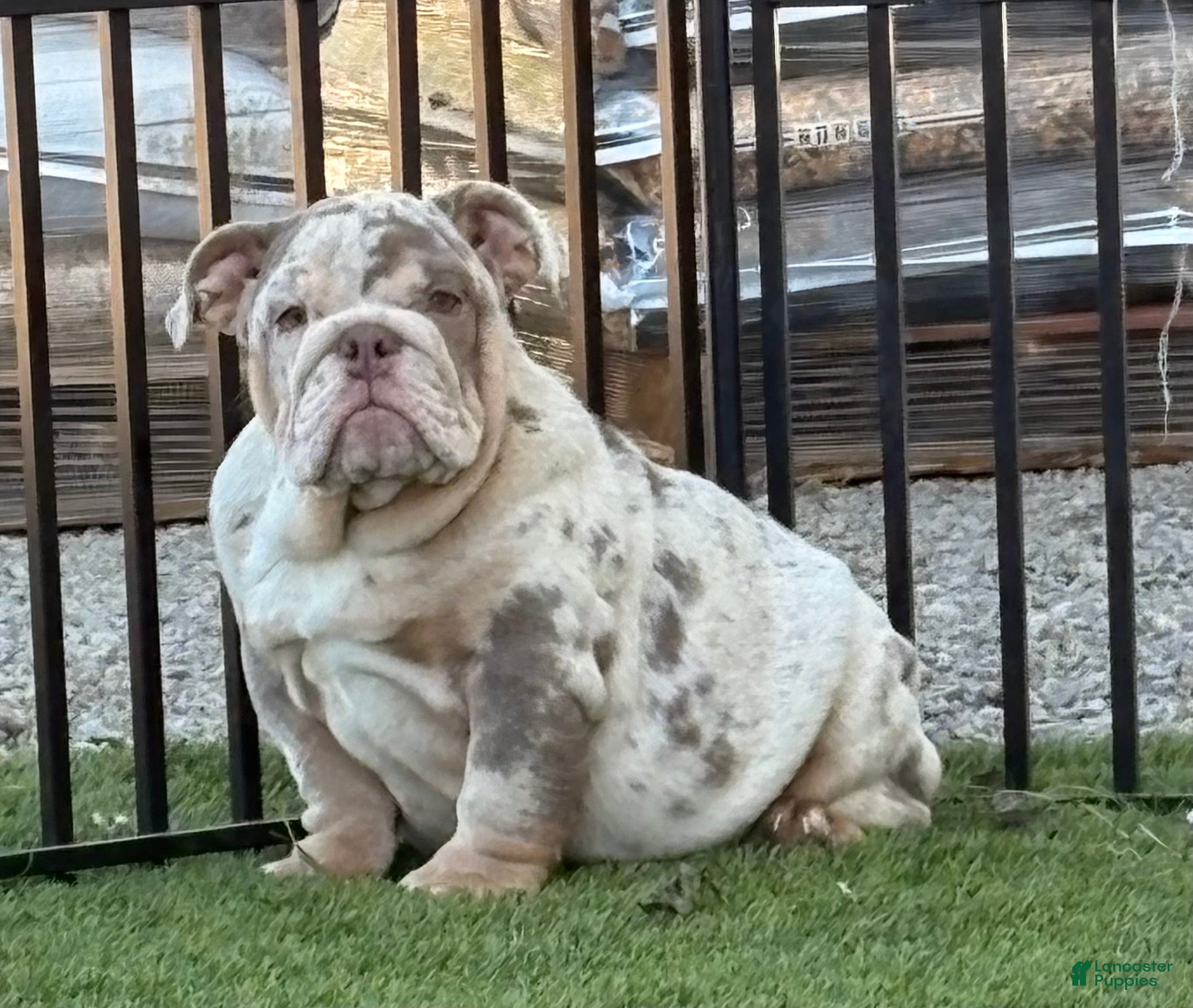 English Bulldog dogs Charlotte  - Ad 10