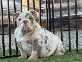 English Bulldog dogs Charlotte - Ad 8