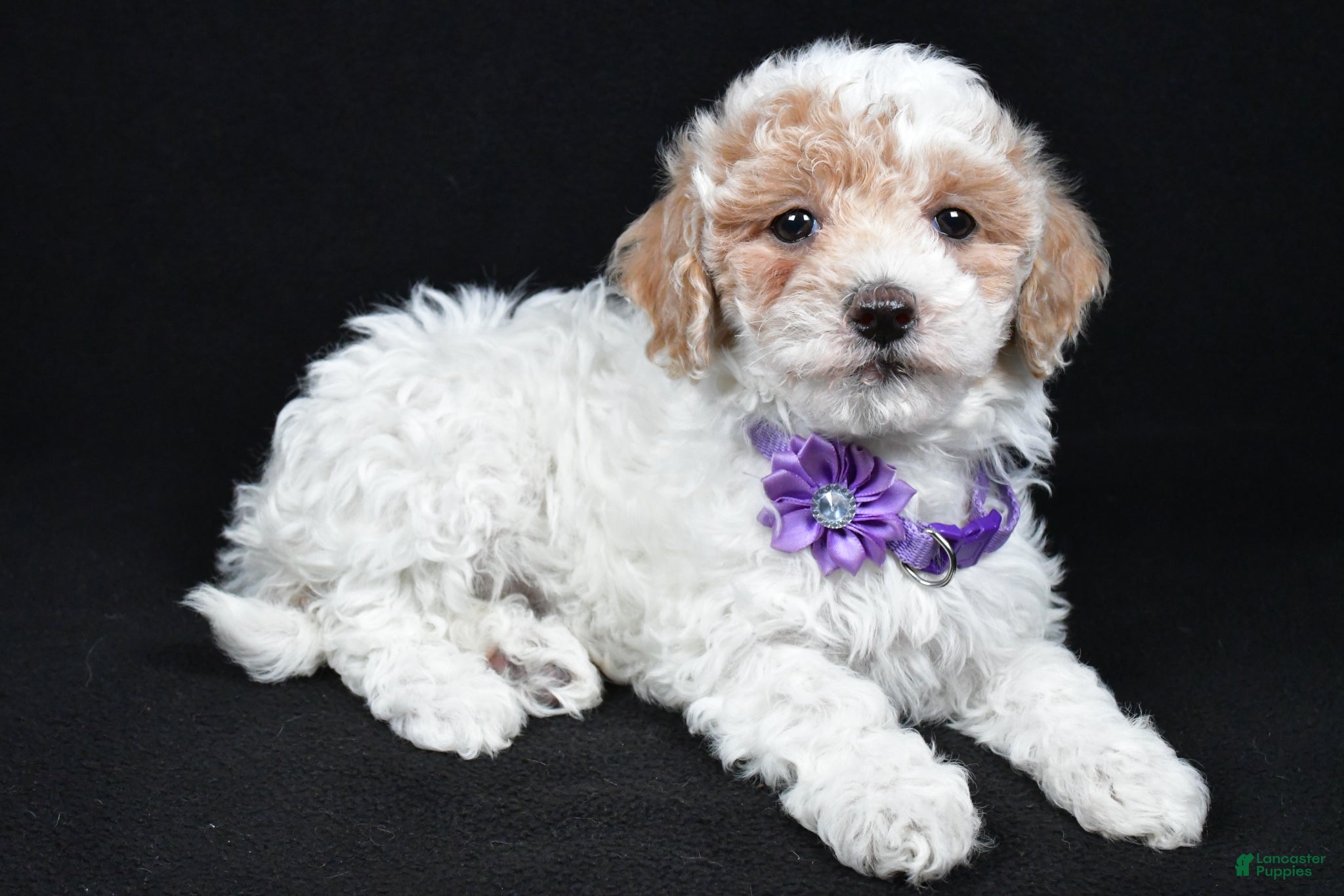 Maltipoo dogs Abby - Ad 2