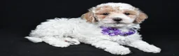 Maltipoo dogs for sale: Abby - Ad 2
