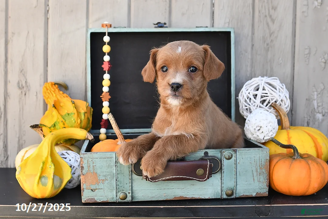 Mixed Breed dogs for sale: Tony - Ad 5